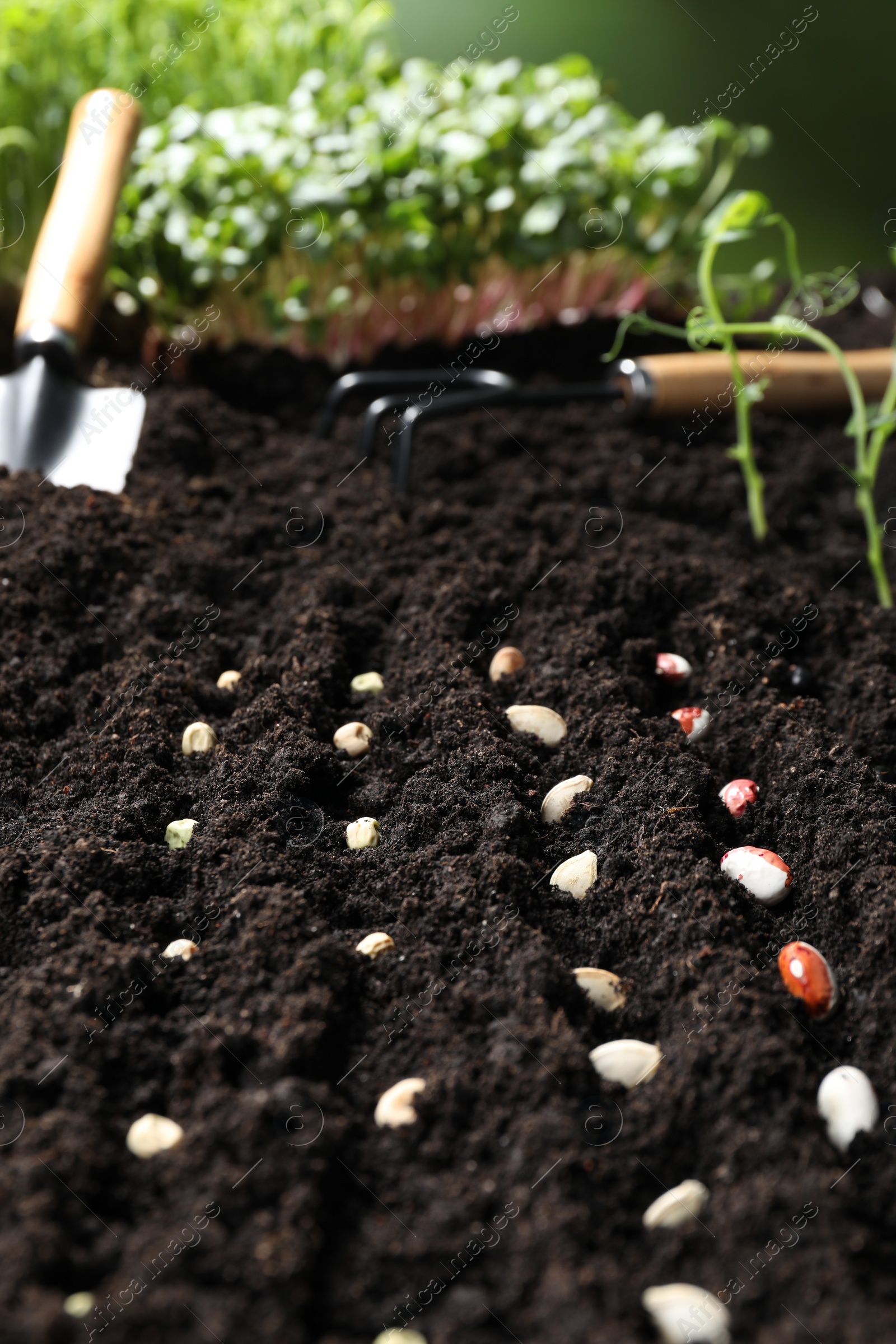 Photo of Rows with different seeds in fertile soil. Vegetable growing