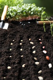 Photo of Rows with different seeds in fertile soil. Vegetable growing