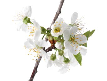 Spring branch with beautiful blossoms and leaves isolated on white