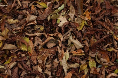 Photo of Dry fallen leaves as background, top view