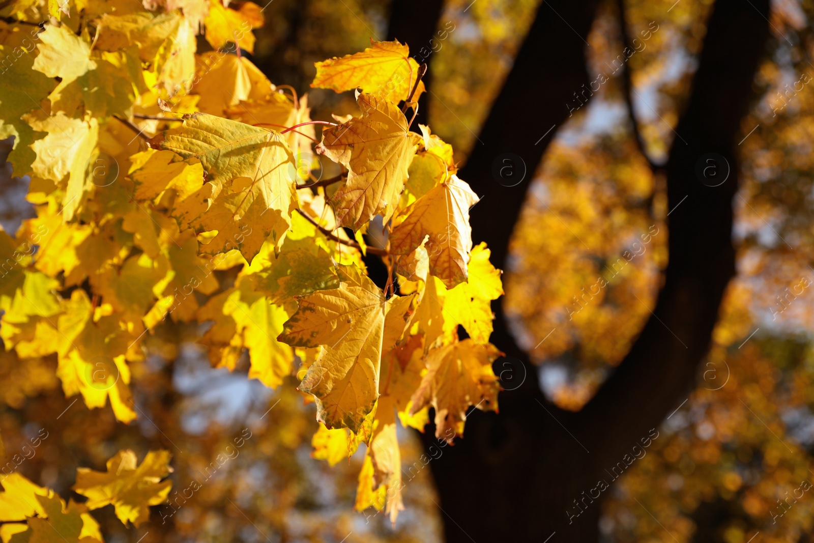 Photo of Tree branch with golden leaves in park. Autumn season