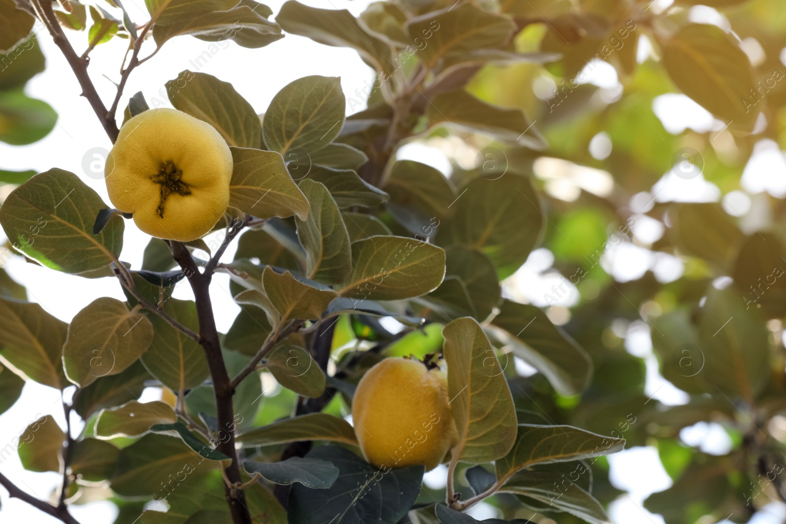 Photo of Closeup view of quince tree with ripening fruits outdoors