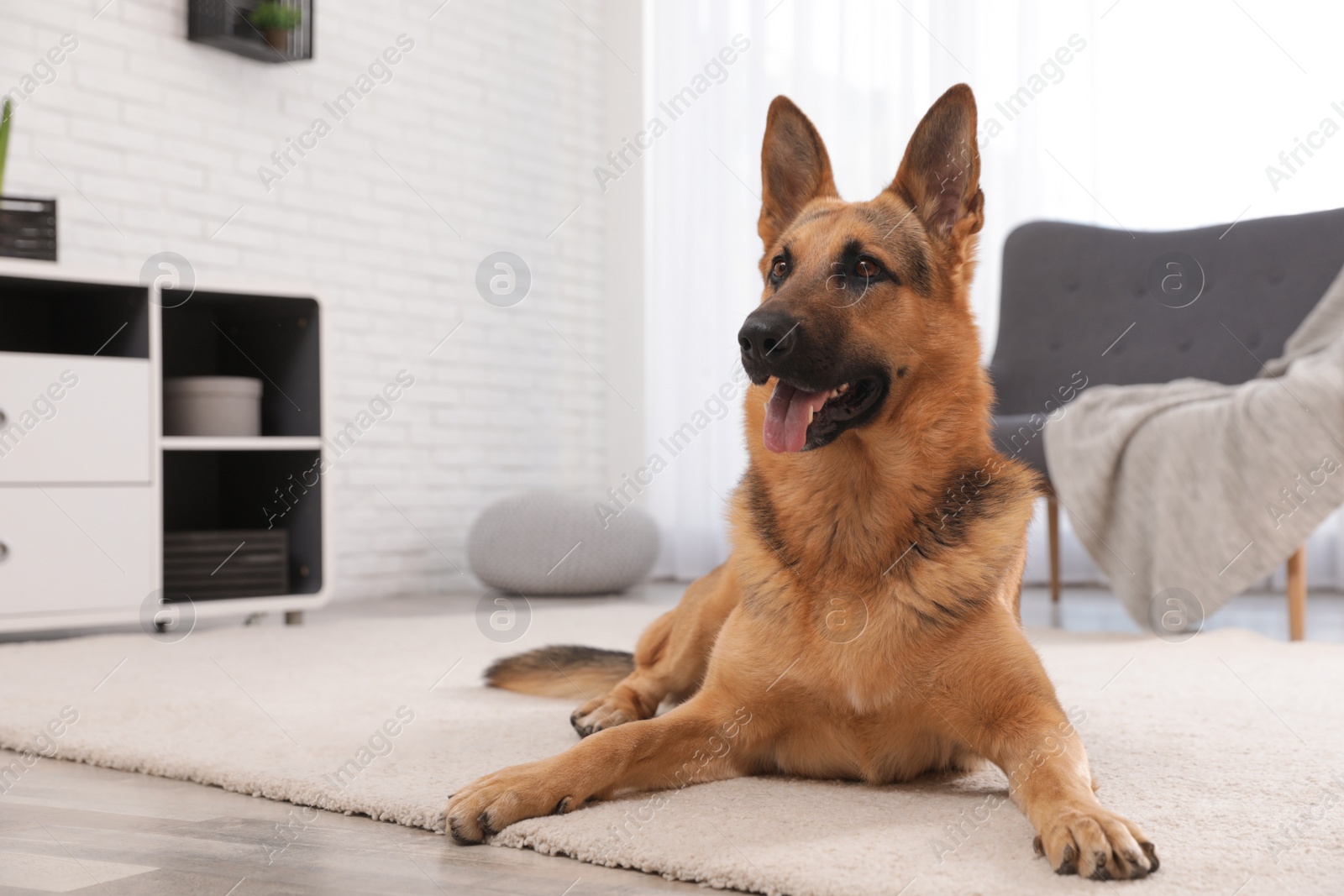 Photo of German shepherd on floor in living room