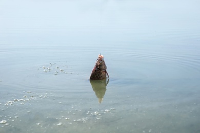 Photo of Catching fish on hook in river. Fishing day