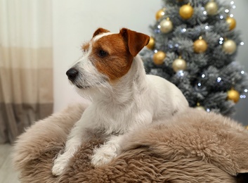 Photo of Cute Jack Russell Terrier dog on fur rug in room decorated for Christmas. Cozy winter