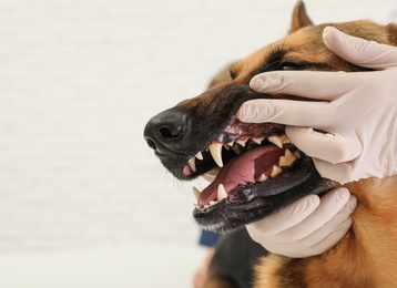 Photo of Veterinary physician checking dog's teeth on light background, closeup. Space for text