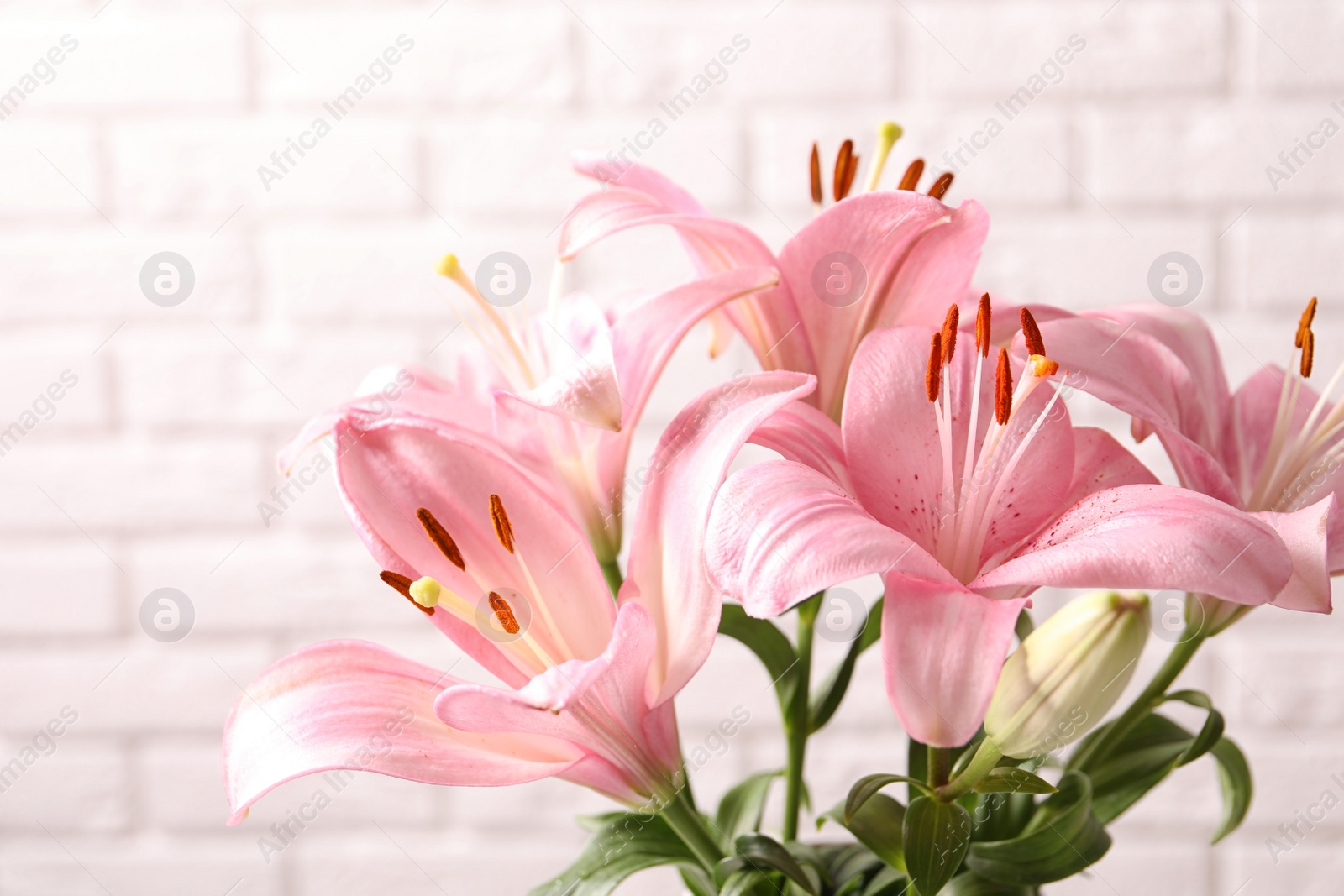 Photo of Beautiful blooming lily flowers on brick wall background