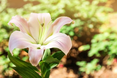 Beautiful blooming lily flower in garden, closeup