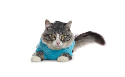 Photo of Cute cat wearing stylish pet clothes on white background