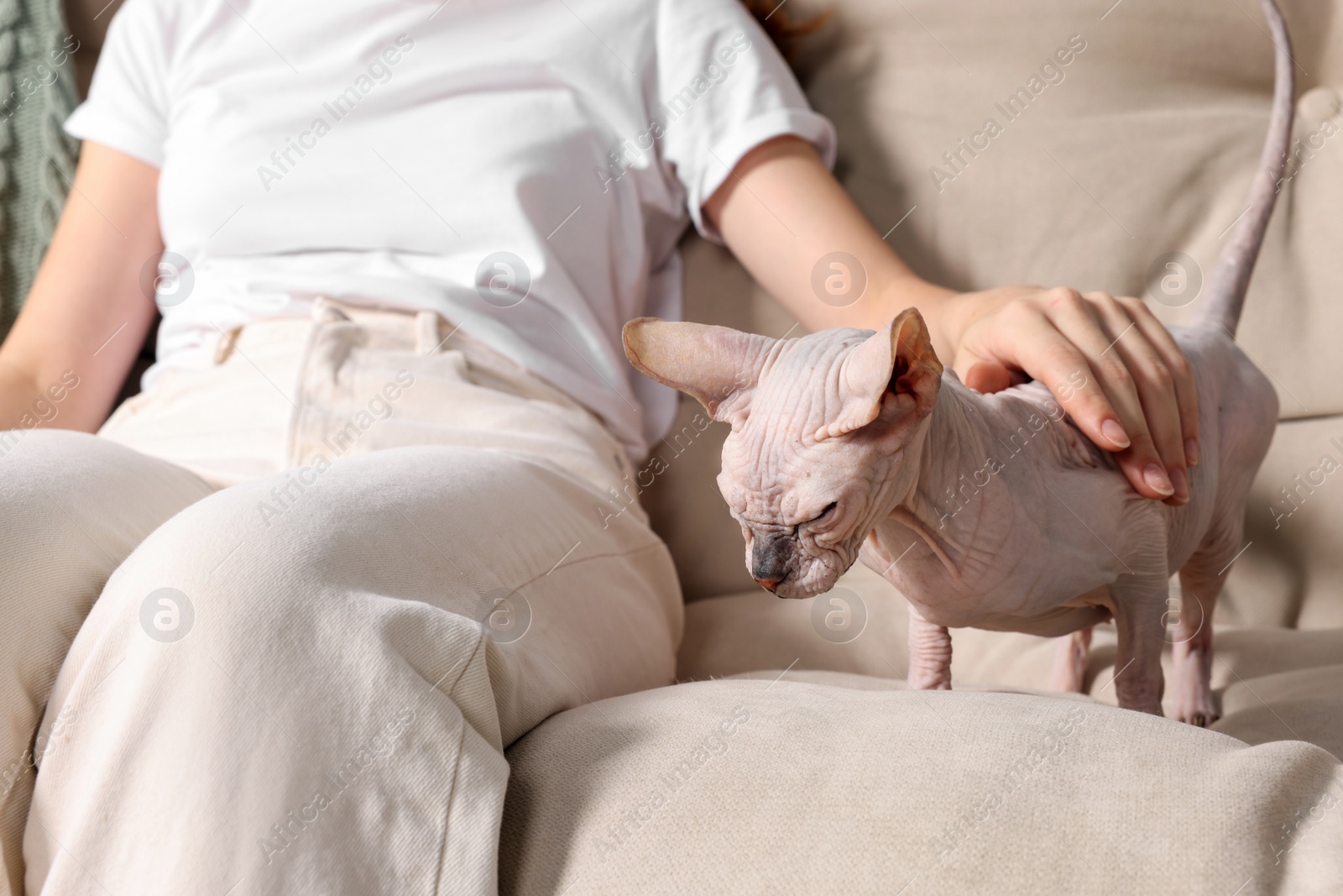 Photo of Woman stroking cute Sphynx cat on sofa at home, closeup. Lovely pet