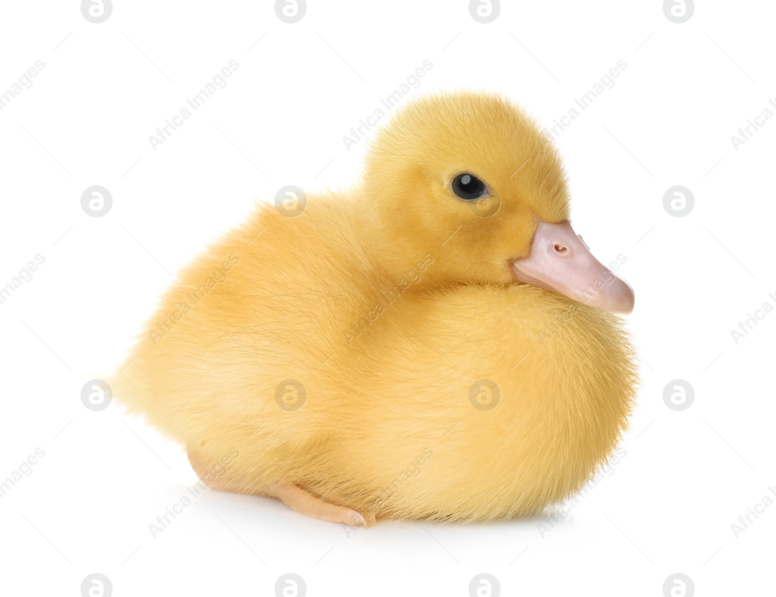 Photo of Cute fluffy gosling on white background. Farm animal