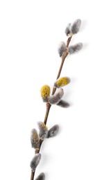 Photo of Beautiful blooming willow branch isolated on white, top view