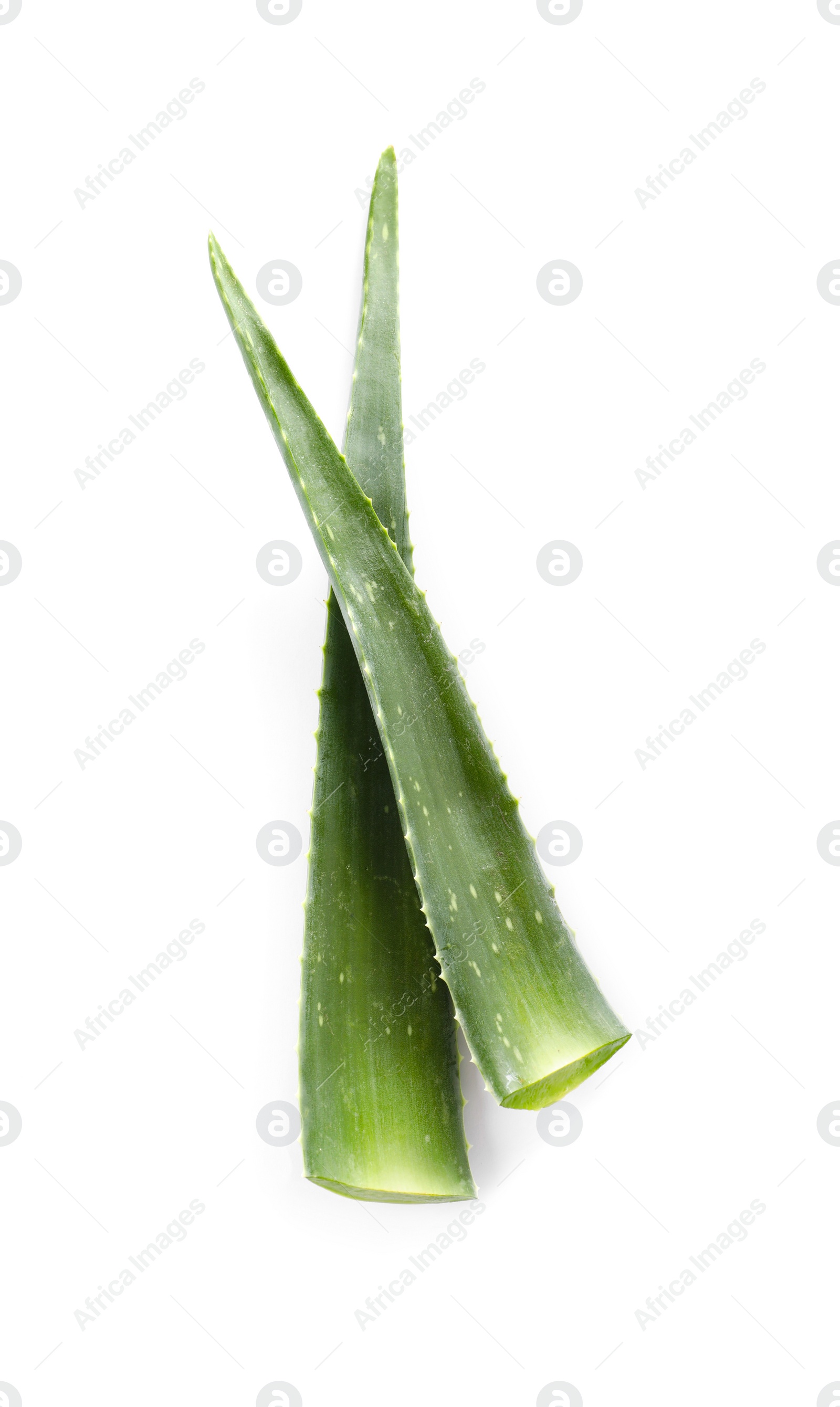 Photo of Green aloe vera leaves isolated on white, top view