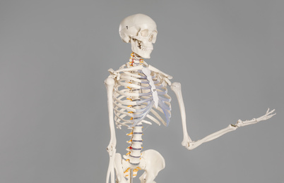 Photo of Artificial human skeleton model on grey background