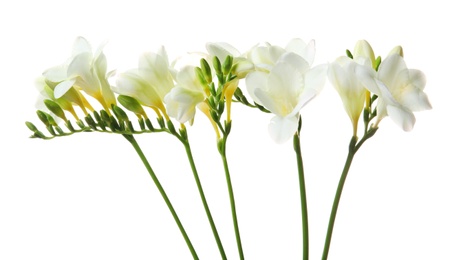 Photo of Beautiful freesia flowers on white background