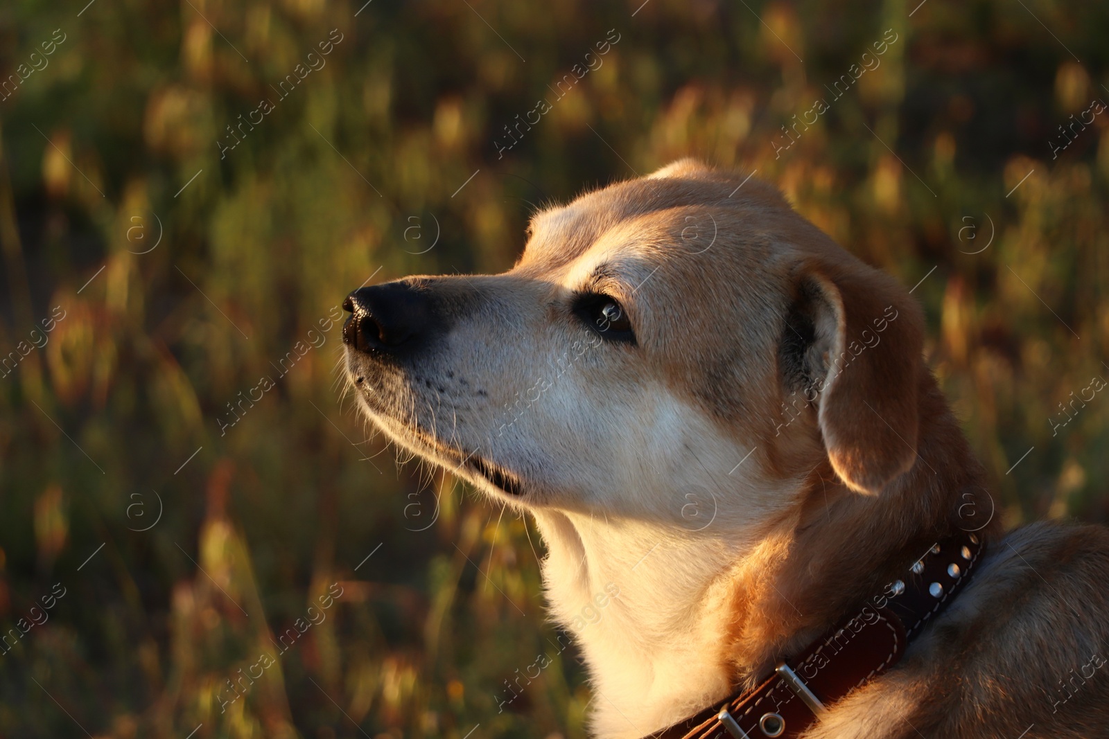 Photo of Adorable dog outdoors on sunny day, closeup