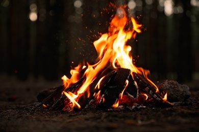 Photo of Beautiful bonfire with burning firewood in forest