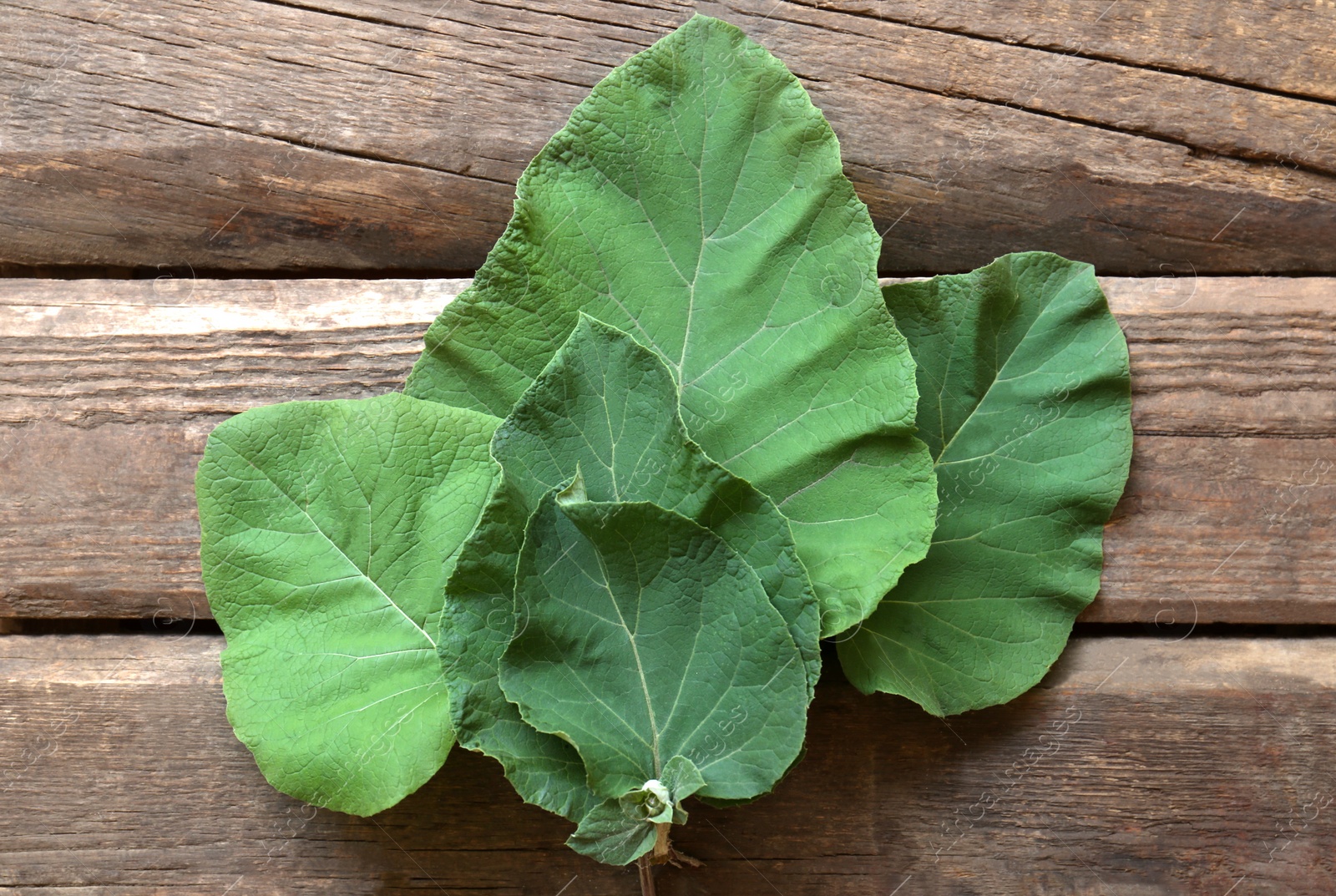 Photo of Fresh green burdock leaves on wooden table, flat lay