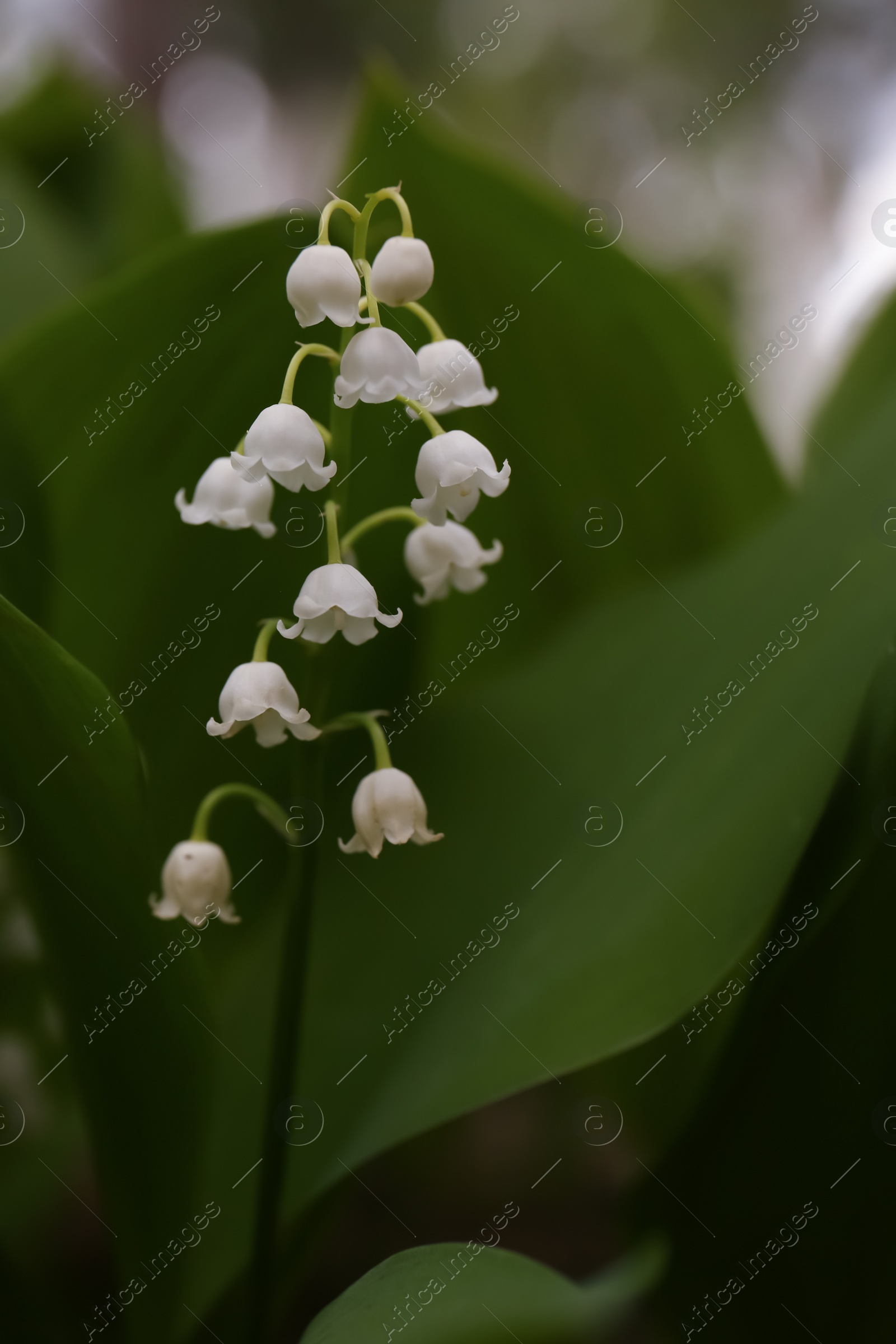 Photo of Beautiful lily of the valley flower on blurred background, closeup