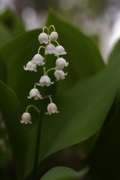 Photo of Beautiful lily of the valley flower on blurred background, closeup