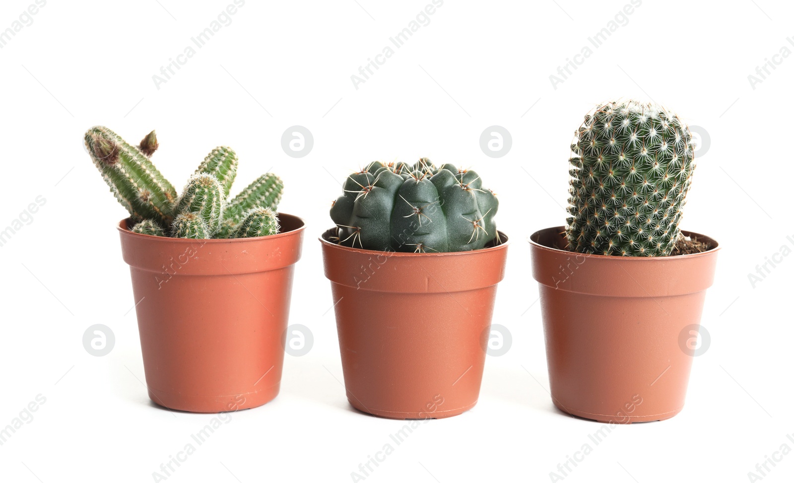 Photo of Different succulent plants in pots isolated on white. Home decor