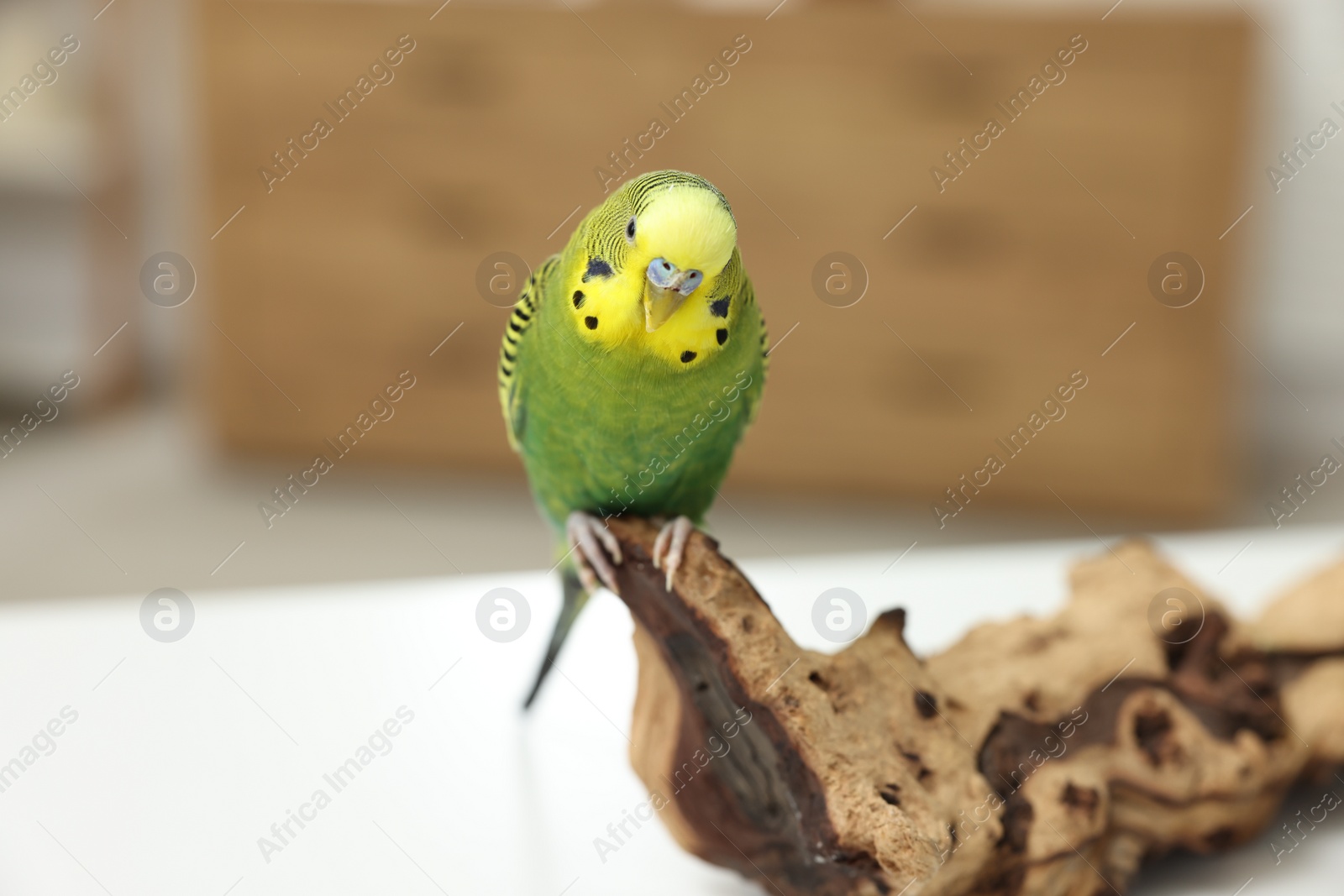 Photo of Pet parrot. Beautiful budgerigar siting on snag on table indoors, space for text