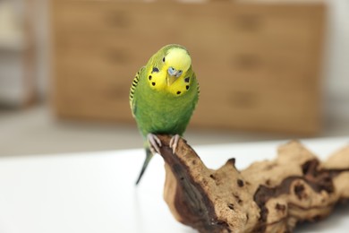 Pet parrot. Beautiful budgerigar siting on snag on table indoors, space for text