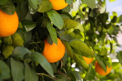 Photo of Fresh ripe oranges growing on tree outdoors, closeup