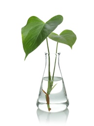 Flask with exotic plant isolated on white. Organic chemistry