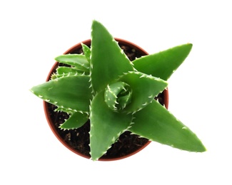 Flowerpot with aloe vera on white background, top view