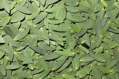 Many eucalyptus leaves as background, top view