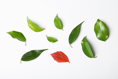 Photo of One different leaf among others on white background, top view