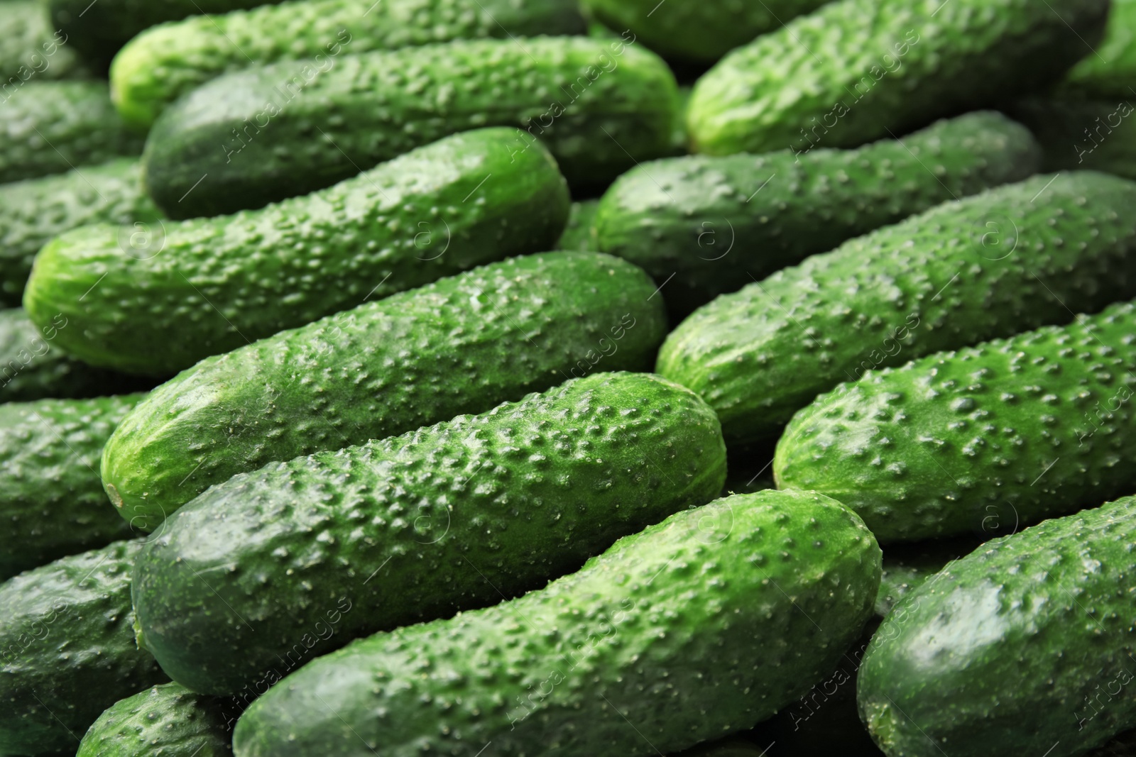 Photo of Ripe fresh cucumbers as background