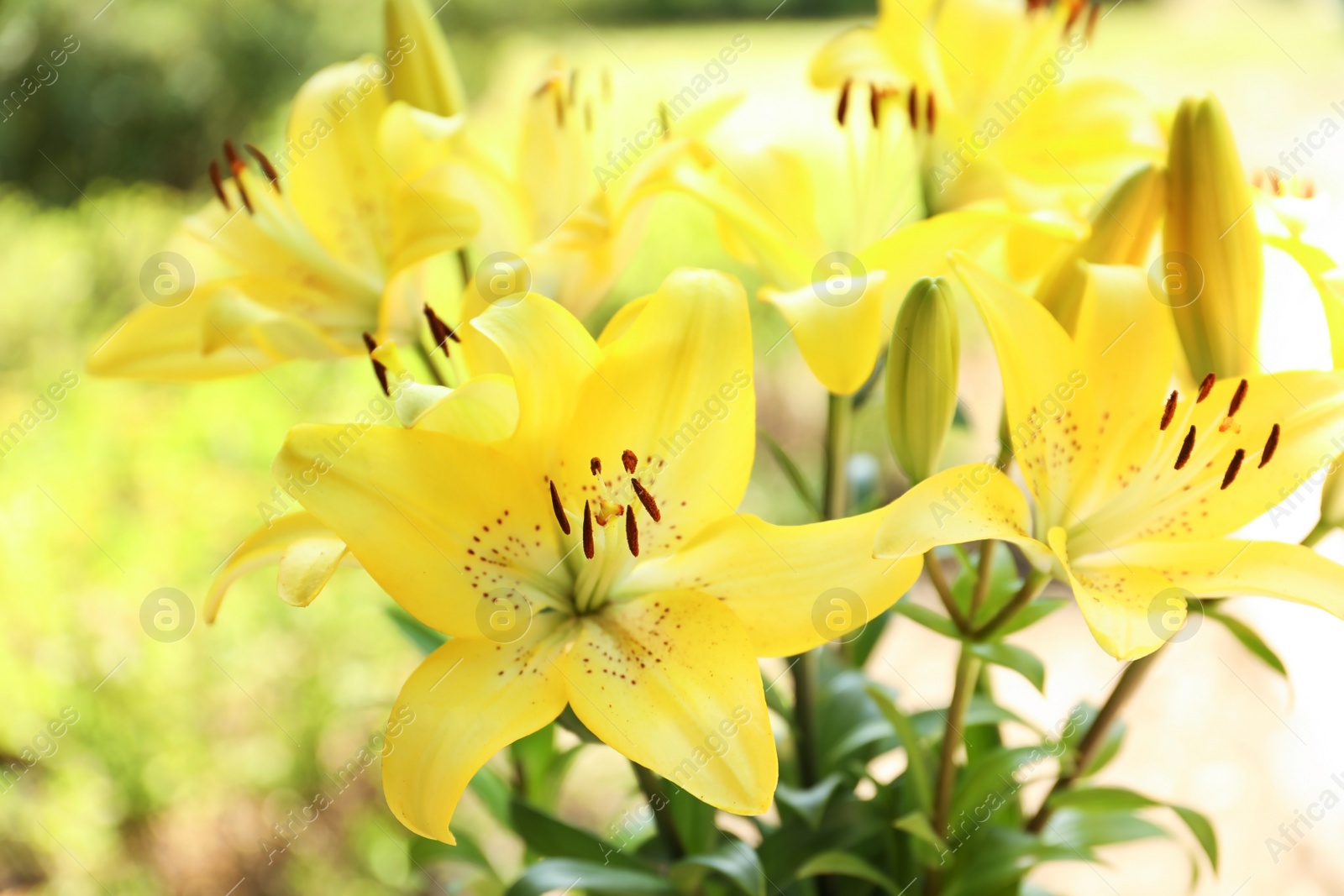 Photo of Beautiful blooming lily flowers in garden, closeup