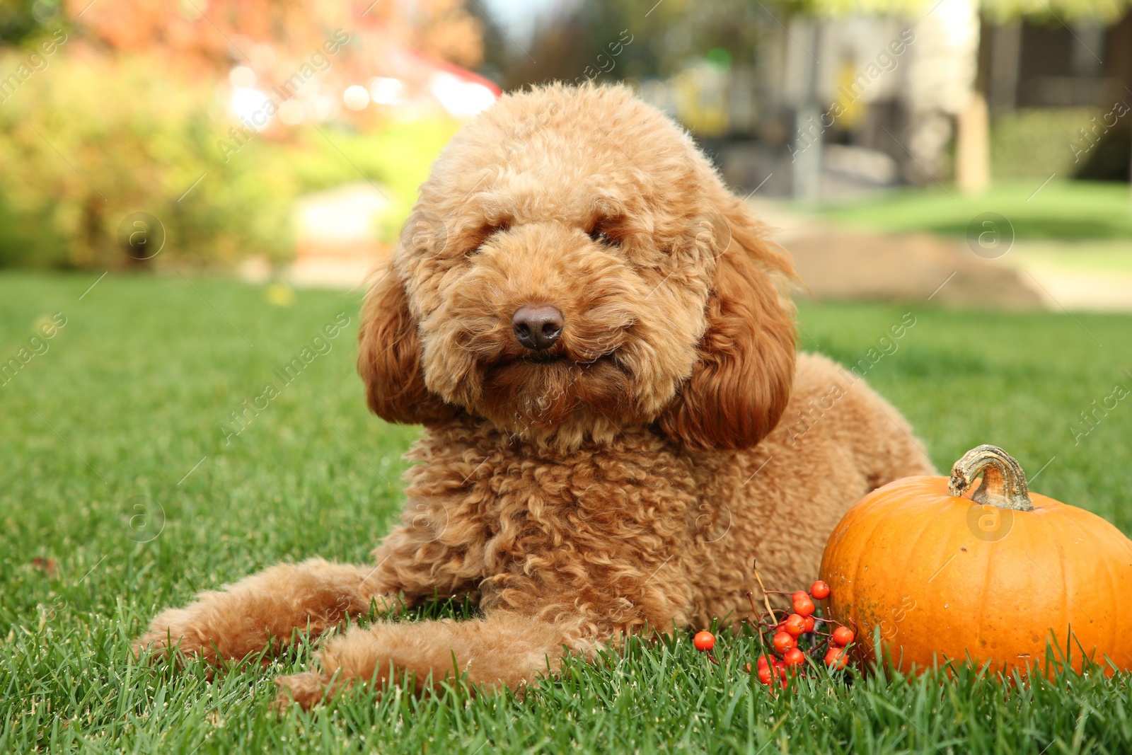 Photo of Cute fluffy dog, pumpkin and red berries on green grass in park