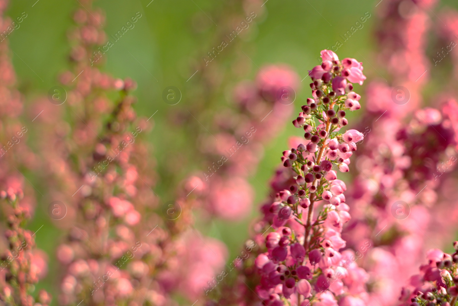 Photo of Heather shrub with blooming flowers outdoors on sunny day, closeup. Space for text