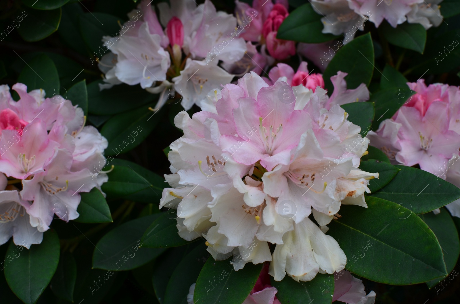 Photo of Blooming Rhododendron plant with beautiful flowers outdoors, closeup