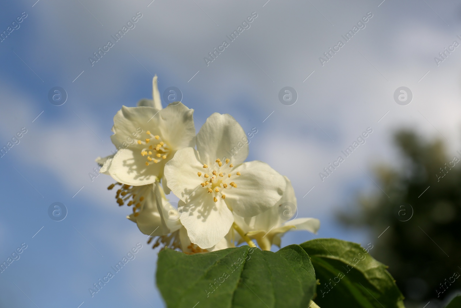 Photo of Beautiful blooming white jasmine shrub outdoors on sunny day, closeup