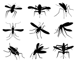 Image of Set of black mosquitoes on white background. Illustration