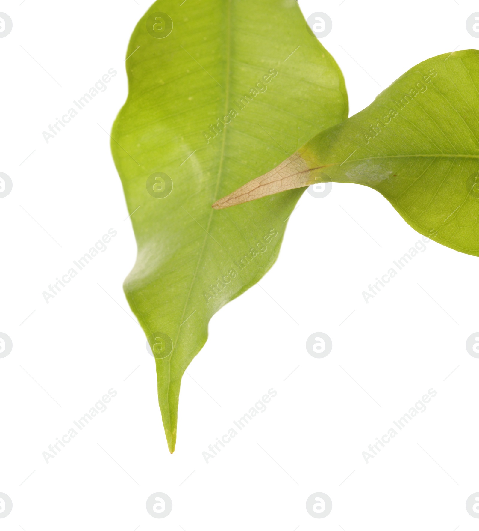 Photo of Houseplant with damaged leaf on white background, closeup. Space for text