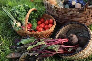 Photo of Different fresh ripe vegetables on green grass
