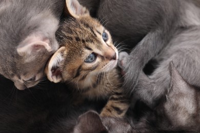 Photo of Cute fluffy kittens, closeup view. Baby animals