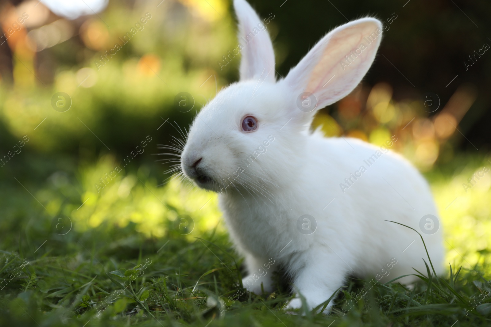 Photo of Cute white rabbit on green grass outdoors