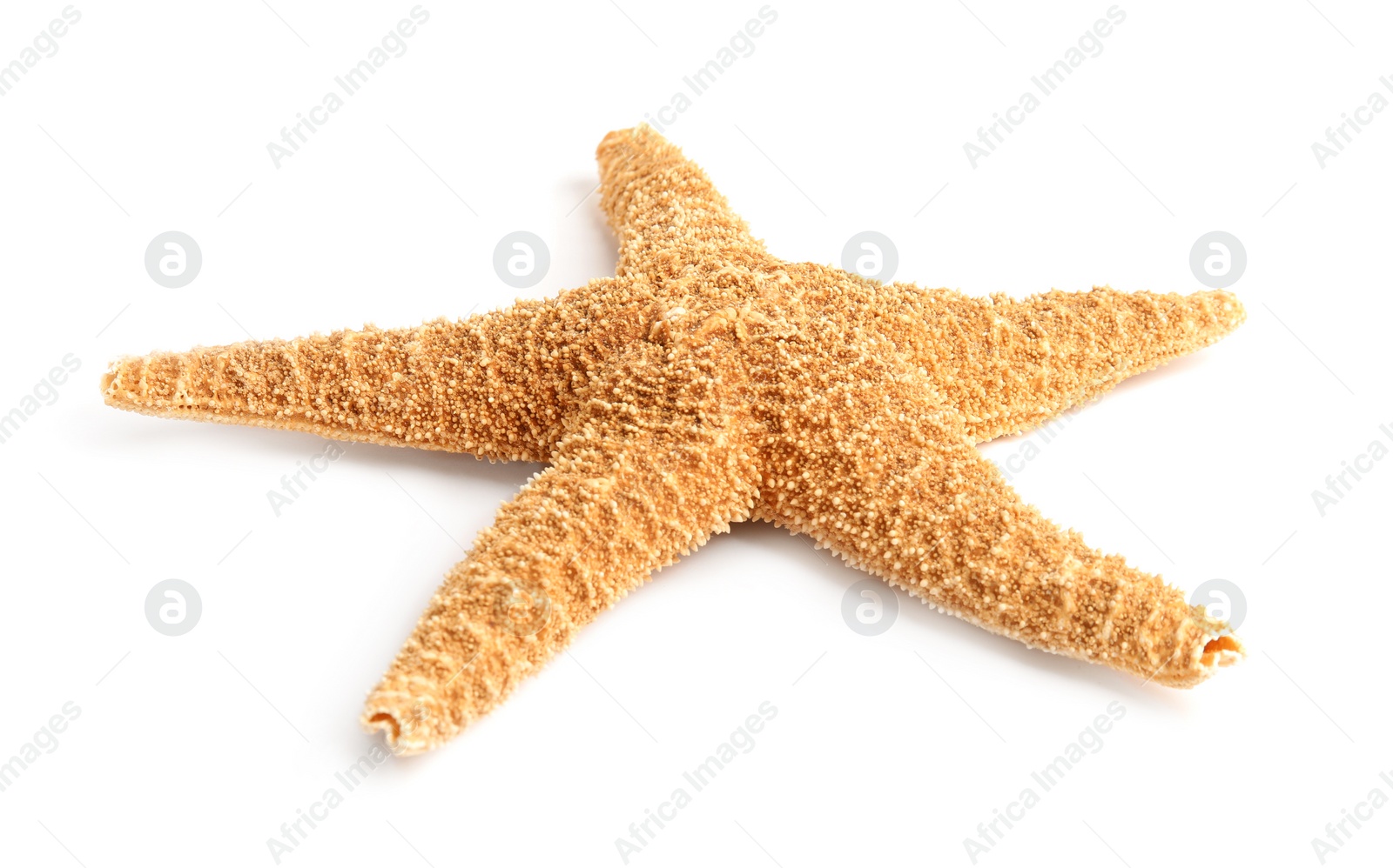 Photo of Beautiful starfish on white background. Beach object