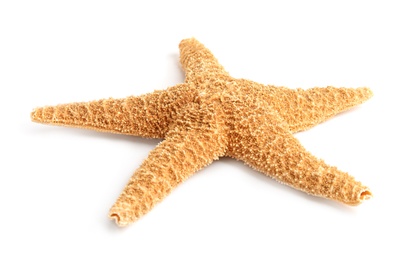 Photo of Beautiful starfish on white background. Beach object