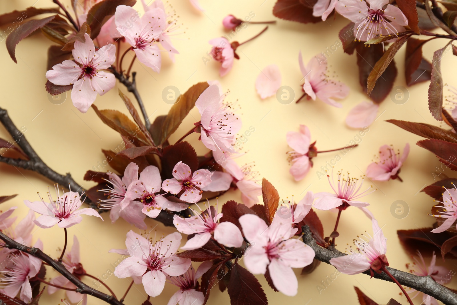 Photo of Spring tree branches with beautiful blossoms, flowers and petals on yellow background, top view