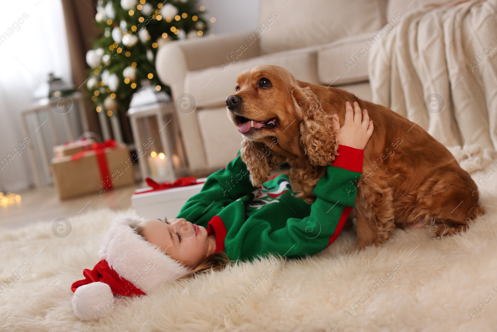 Photo of Cute little girl in Christmas outfit with English Cocker Spaniel at home