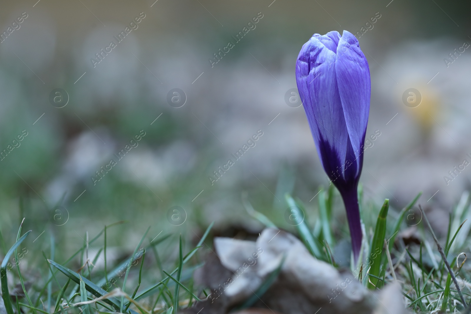 Photo of Beautiful crocus flower growing in grass outdoors, closeup. Space for text