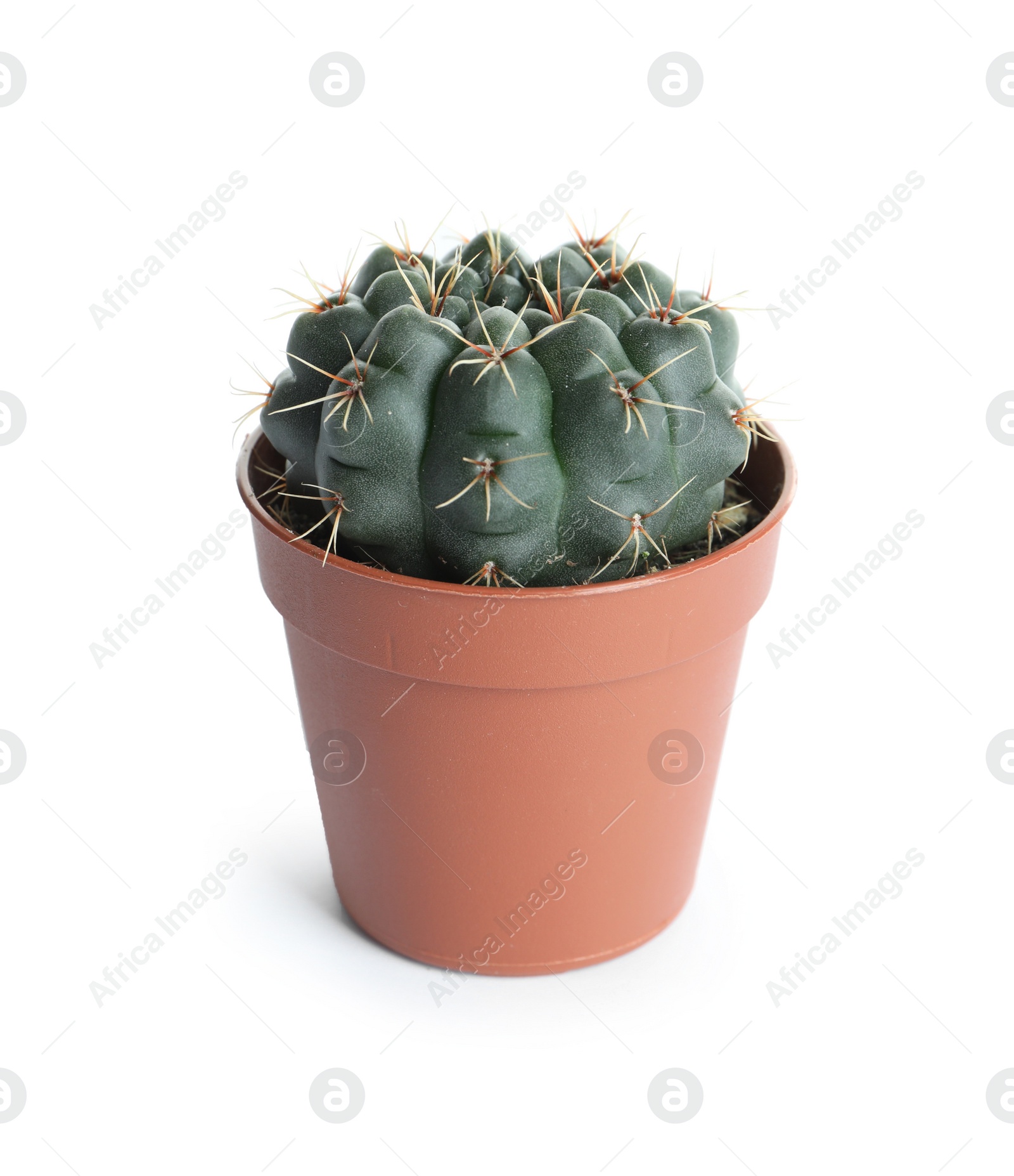 Photo of Succulent plant in flowerpot isolated on white. Home decor