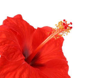 Beautiful red hibiscus flower isolated on white